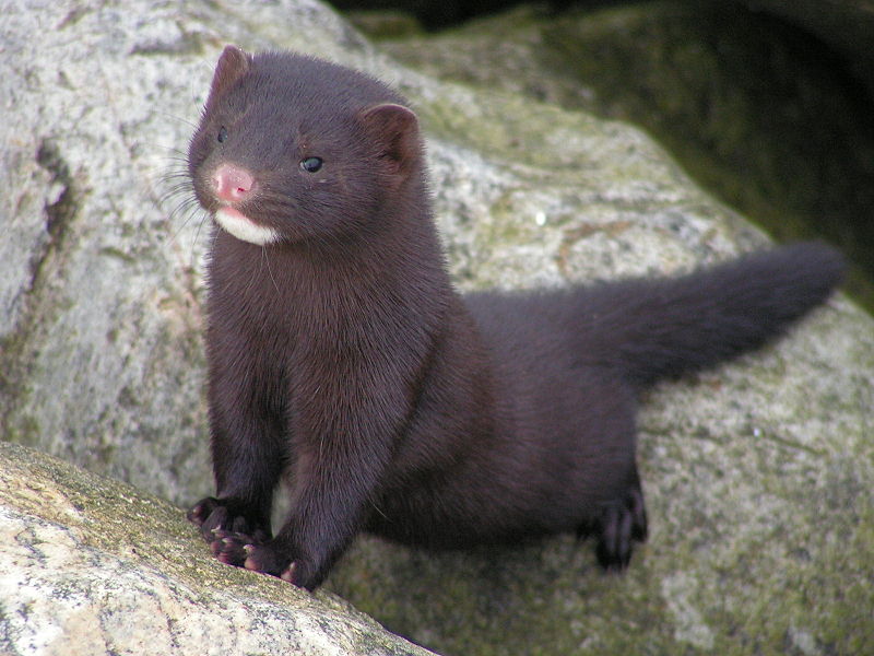 American Mink