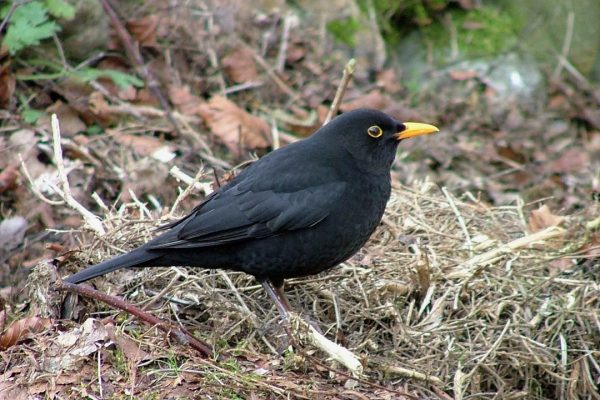 Common Blackbird
