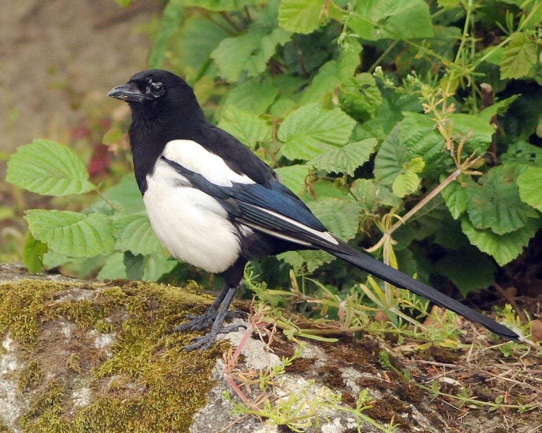 Common Magpie