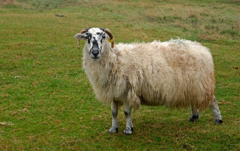 Domestic Sheep
