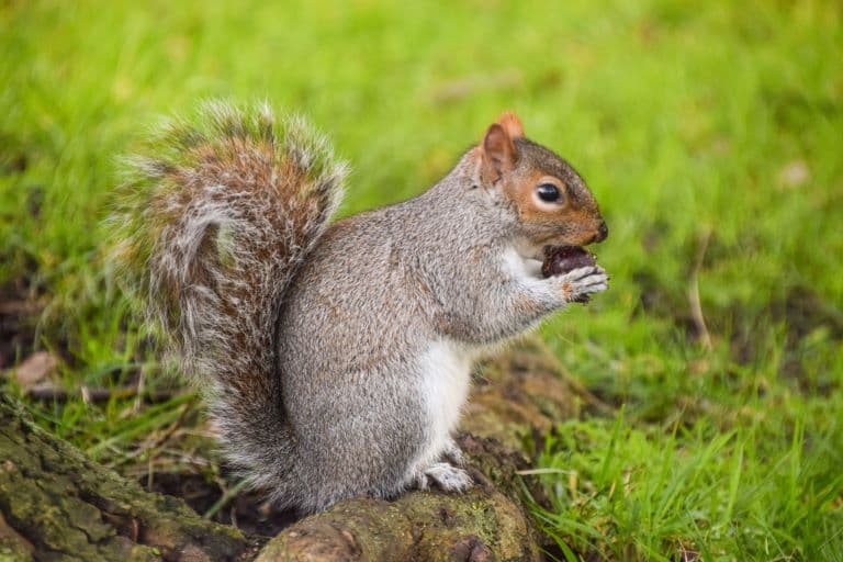 Eastern Gray Squirrel