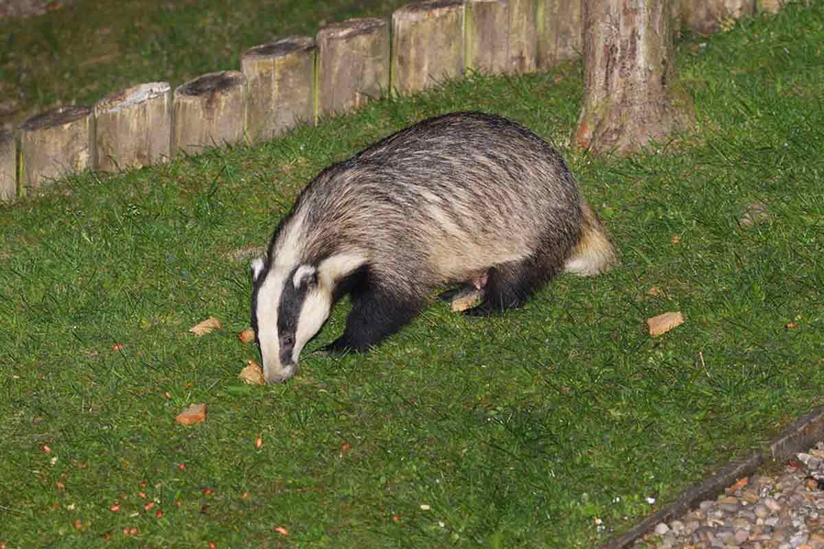 Eurasian Badger