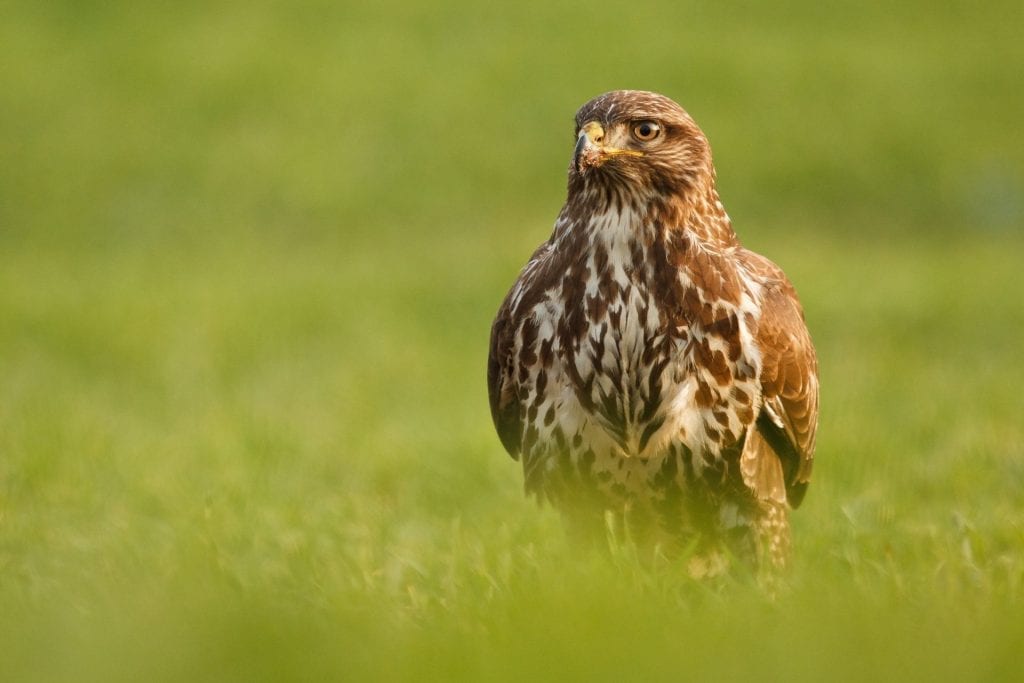 Eurasian Buzzard