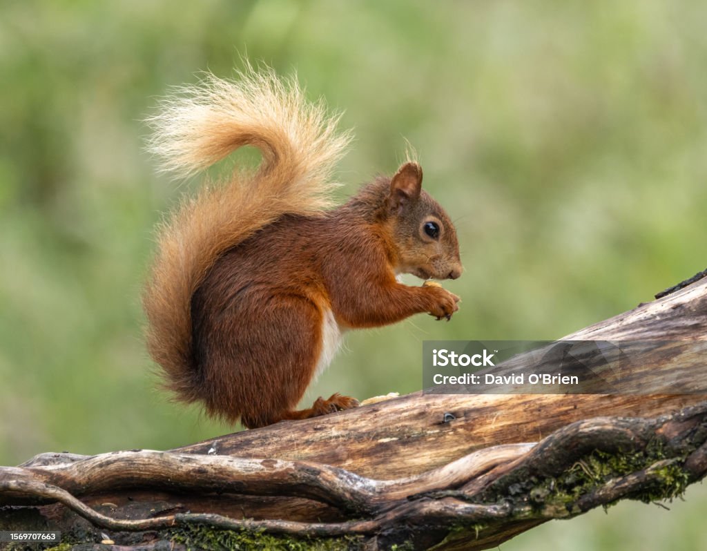 Eurasian Red Squirrel