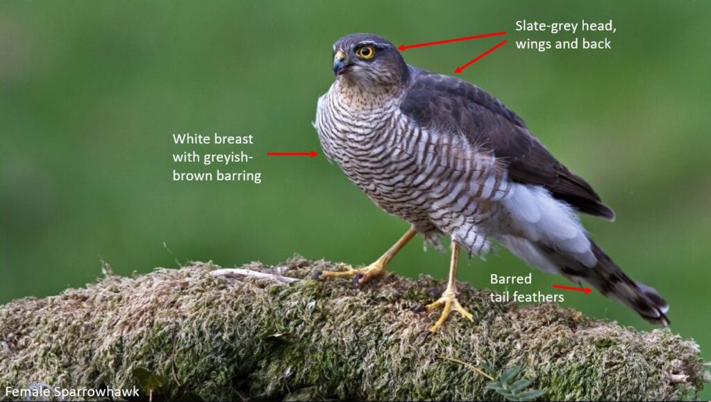 Eurasian Sparrowhawk
