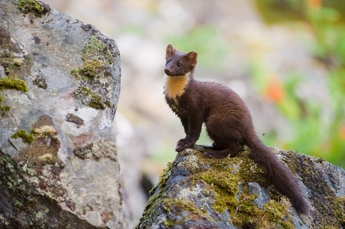 European Pine Marten