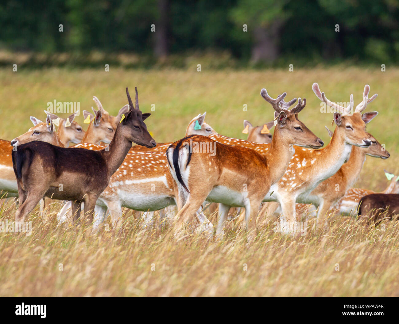 Fallow Deer photo 2