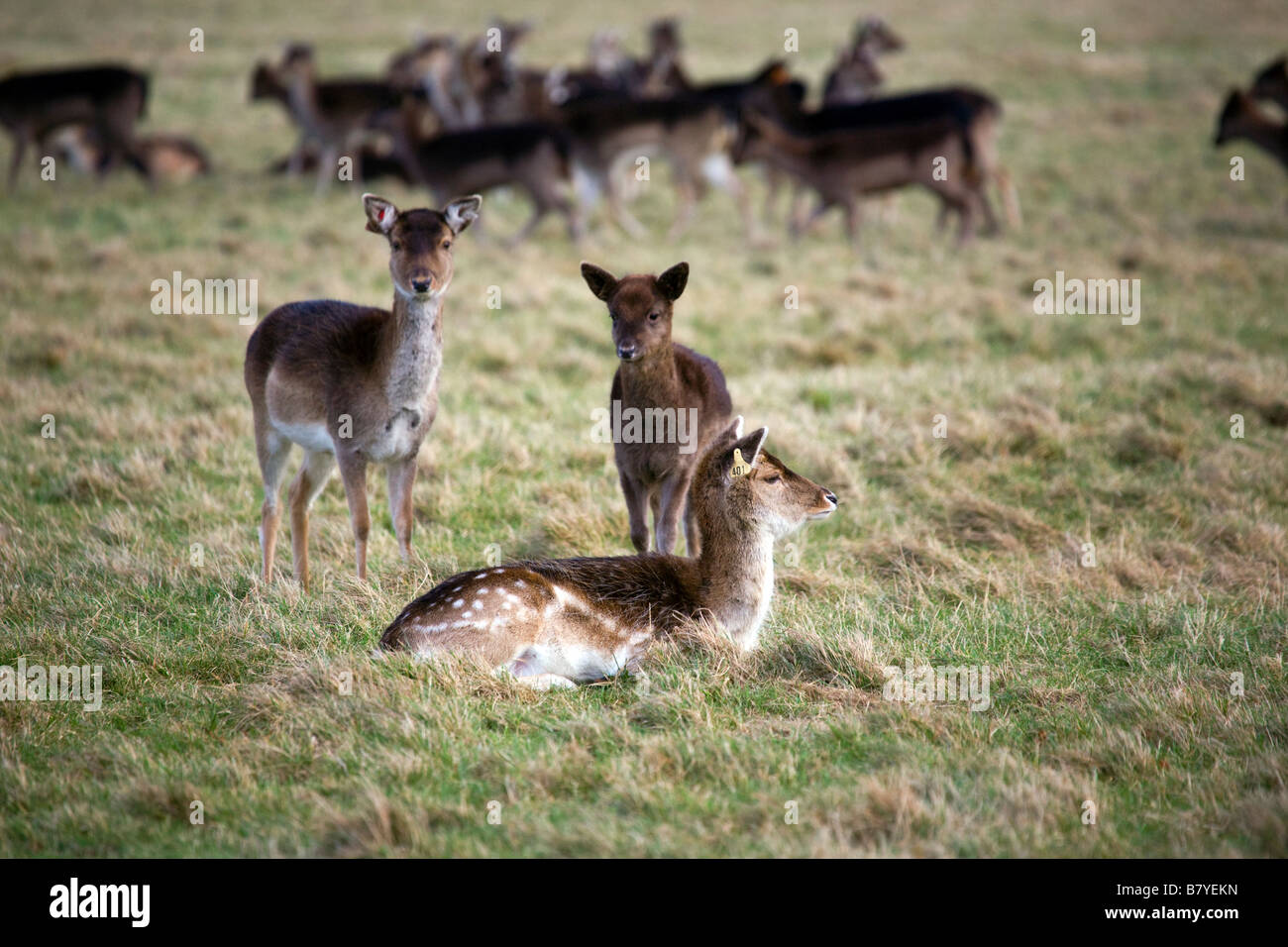 Fallow Deer