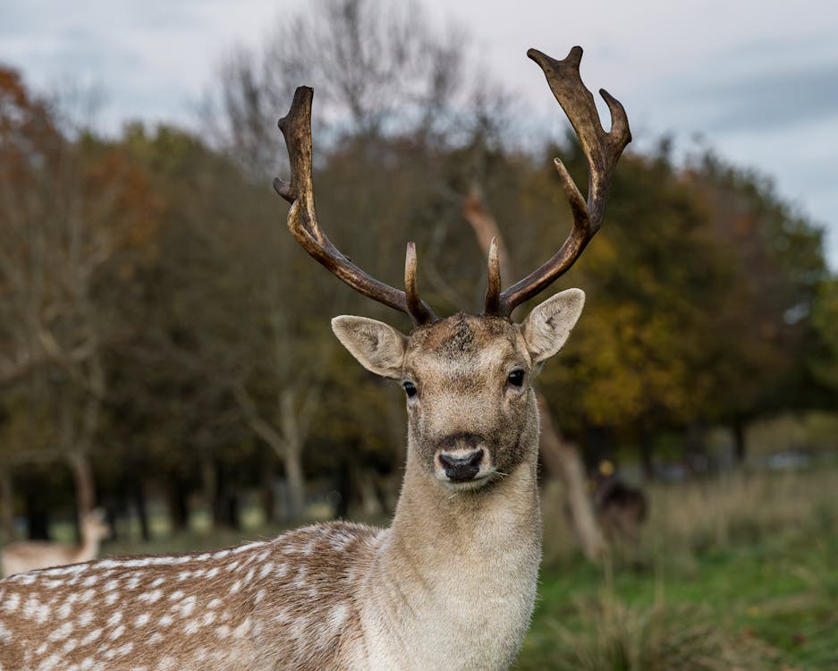 Fallow Deer photo 5