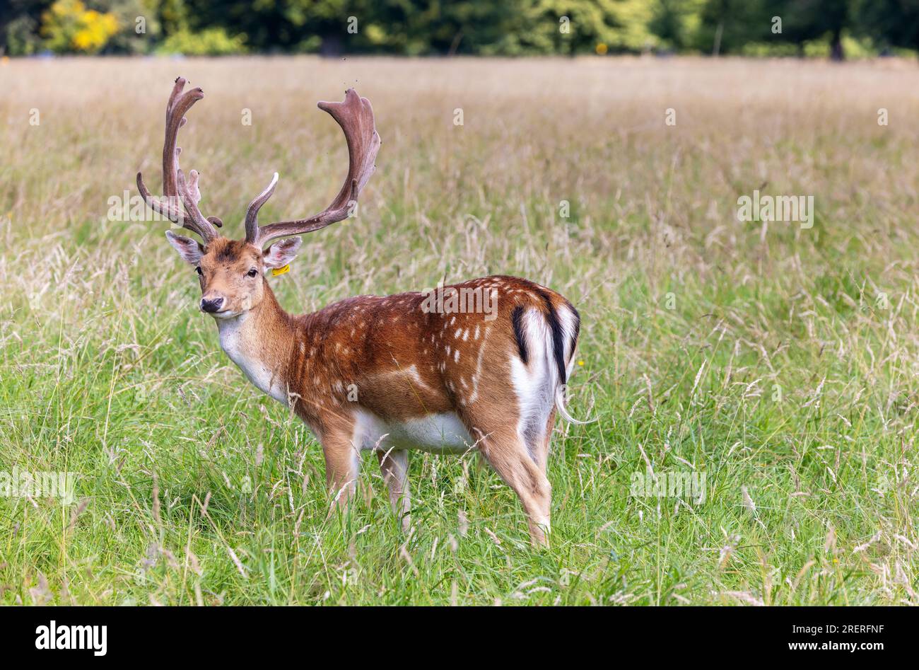 Fallow Deer photo 3