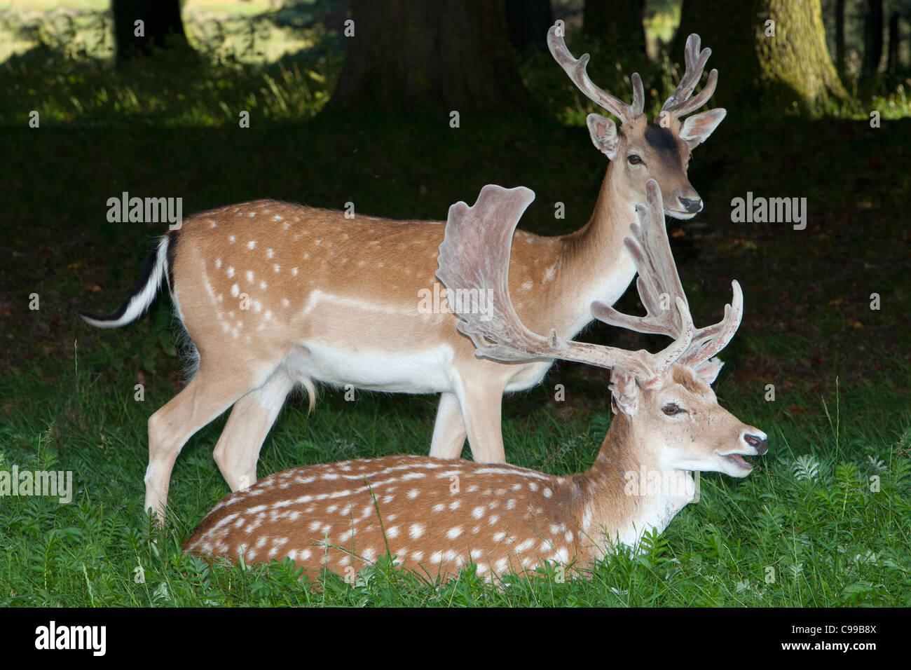 Fallow Deer photo 4