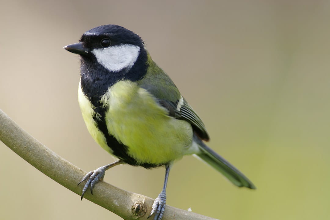 Great Tit