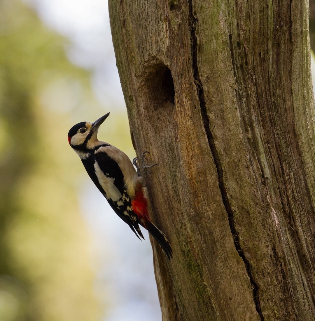 Greater-spotted Woodpecker