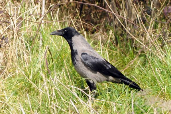 Hooded Crow