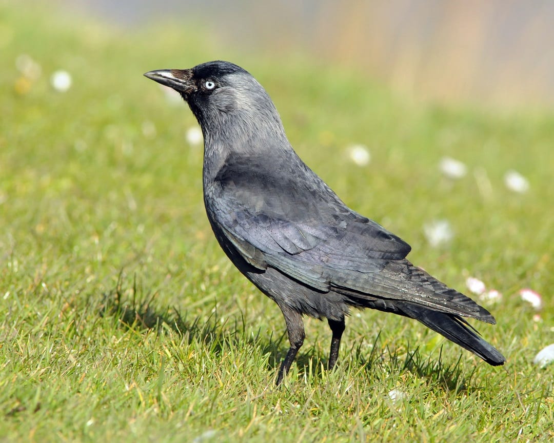 Jackdaw