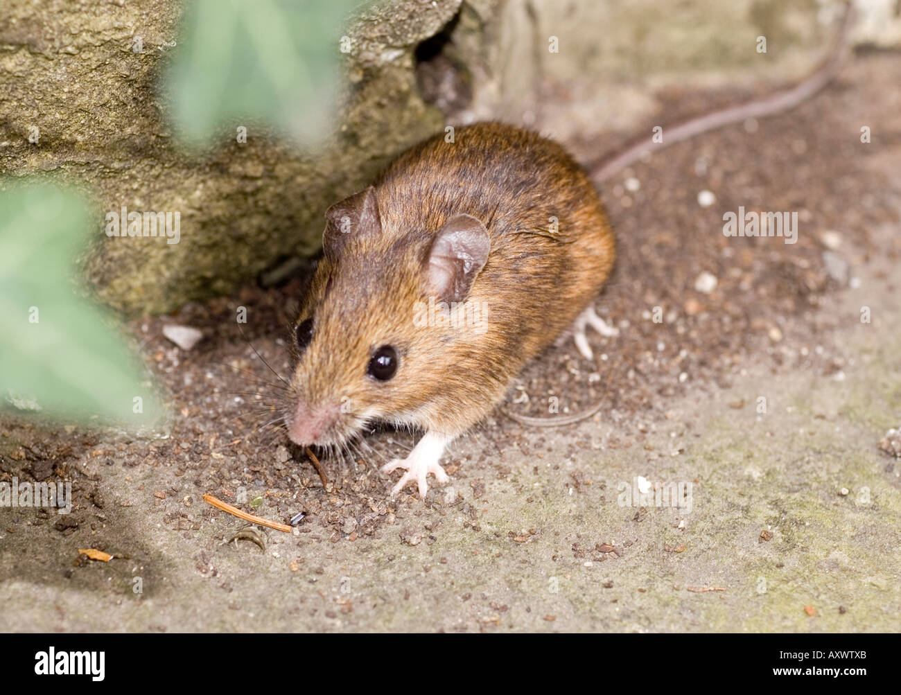 Long-tailed Field Mouse
