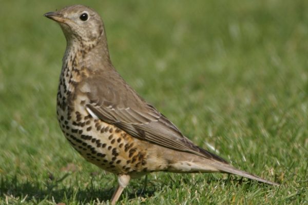 Mistle Thrush