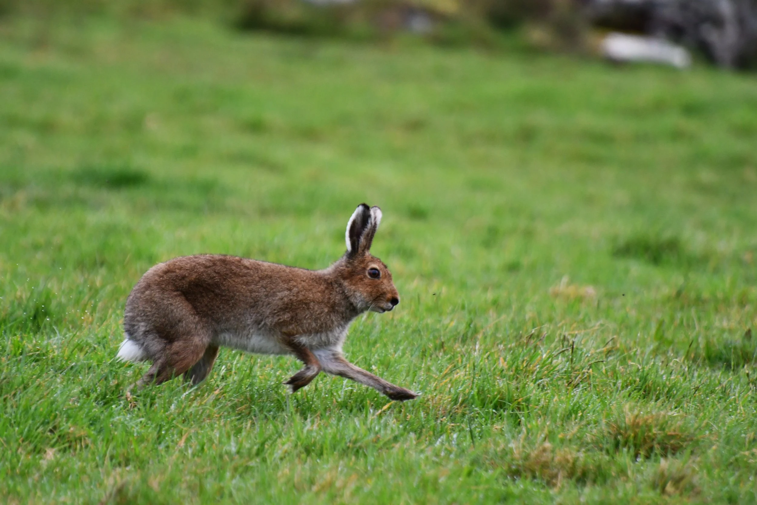 Mountain Hare