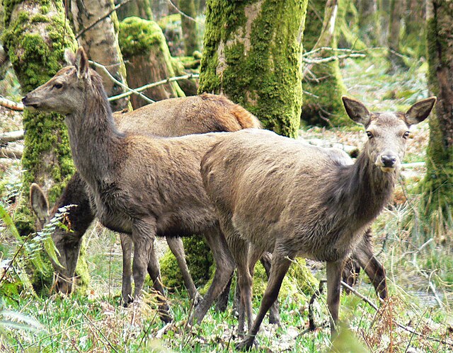 Red Deer photo 2