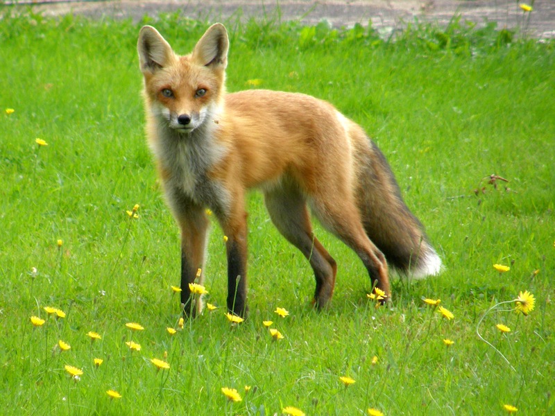 Red Fox
