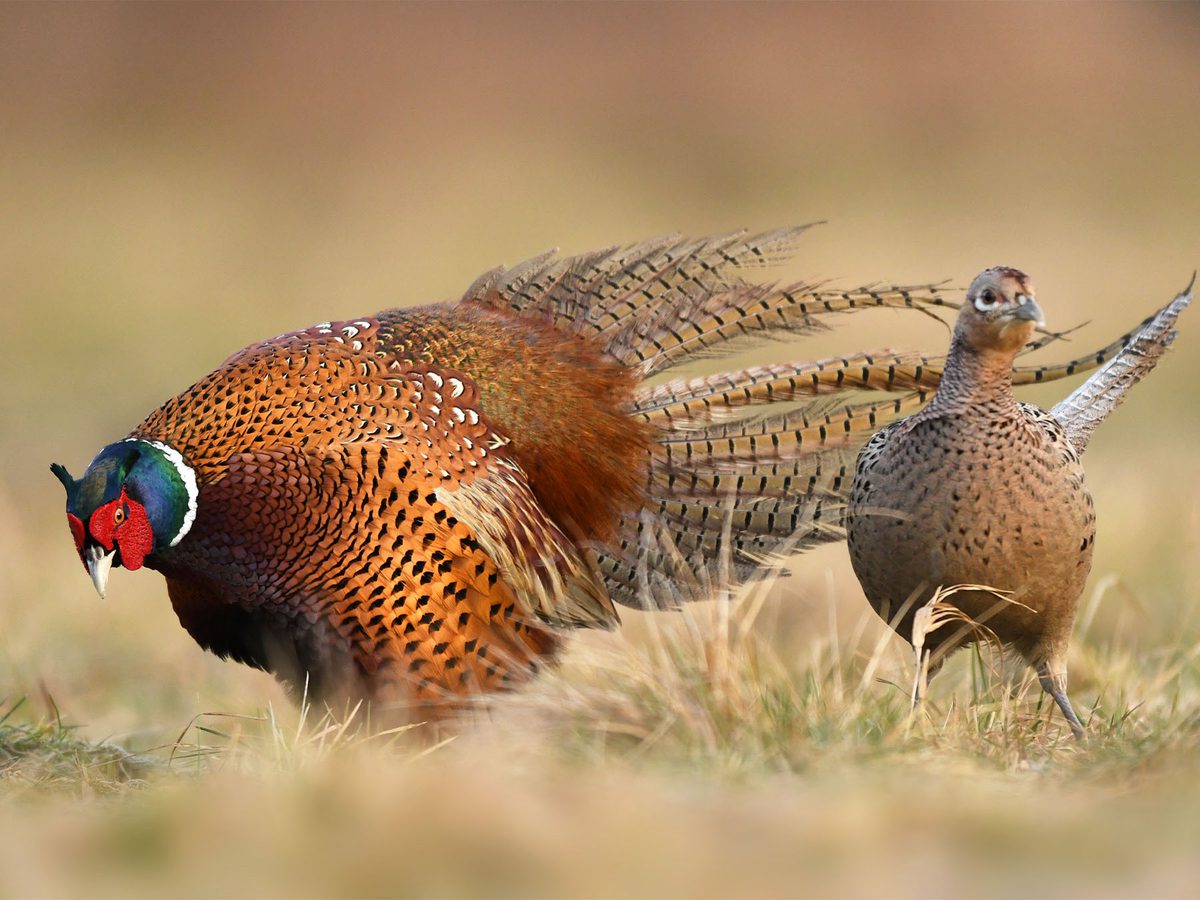 Ring-necked Pheasant