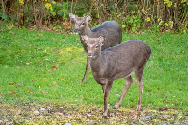 Sika Deer photo 4