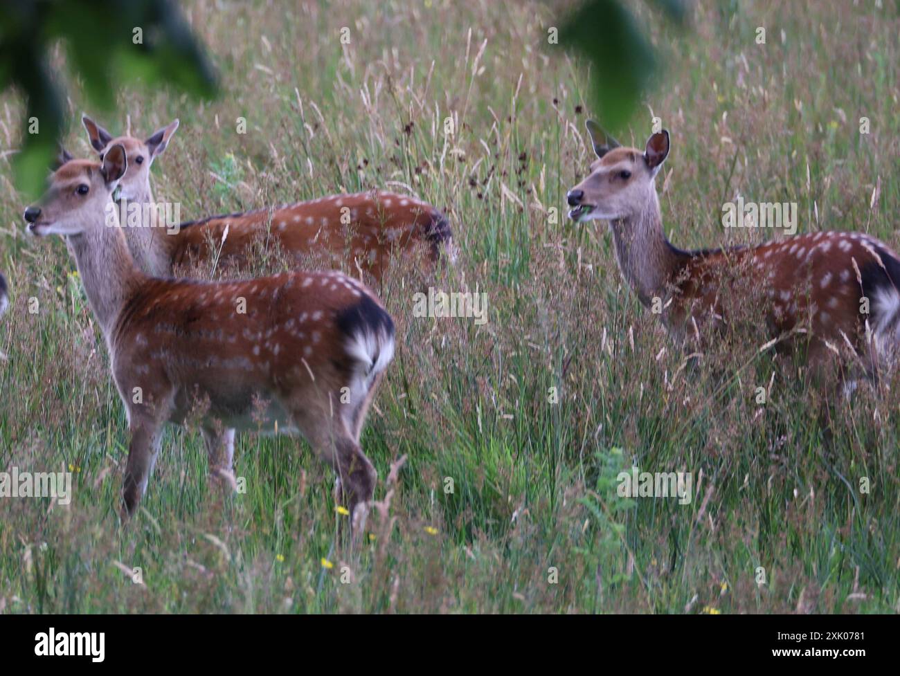 Sika Deer photo 2