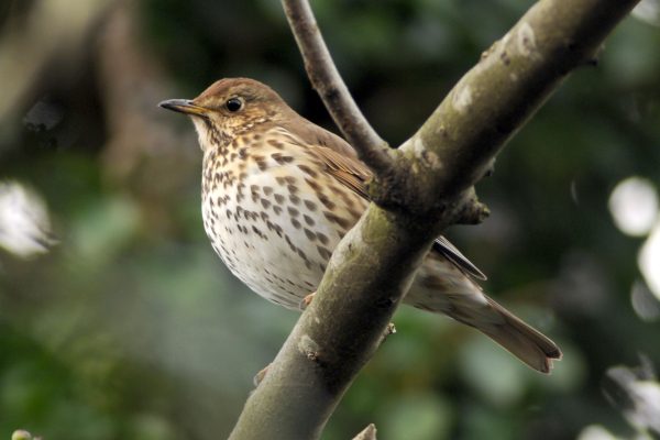 Song Thrush