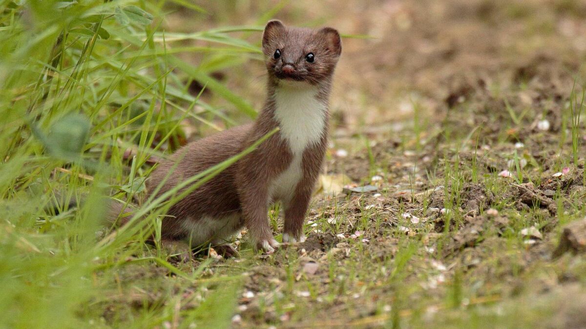 Stoat