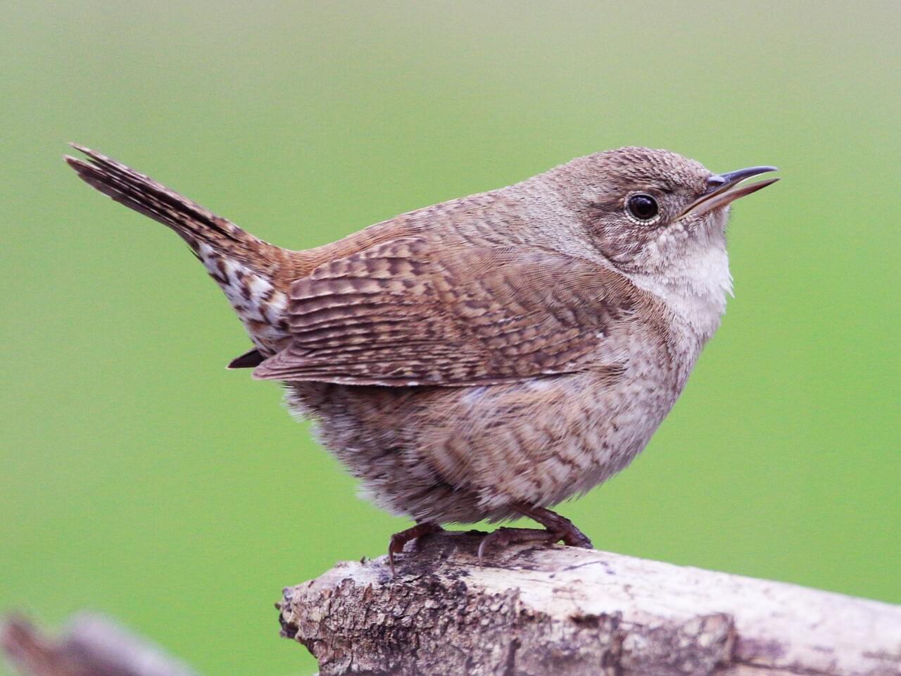 Wren